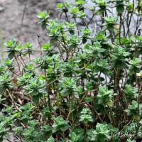 Strobilanthes gardneriana (Nees) T.Anderson